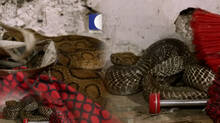 vava-suresh-s-snake-master