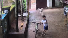 stray-dog-attack-in-kannur