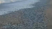 mathi-fish-chakara-at-marakkappu-beach