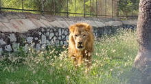 five-year-old-lion-missed-from-chennai