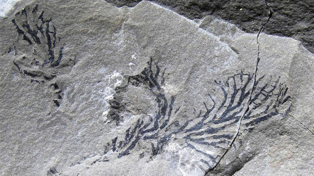 algae-fossil algae-fossil