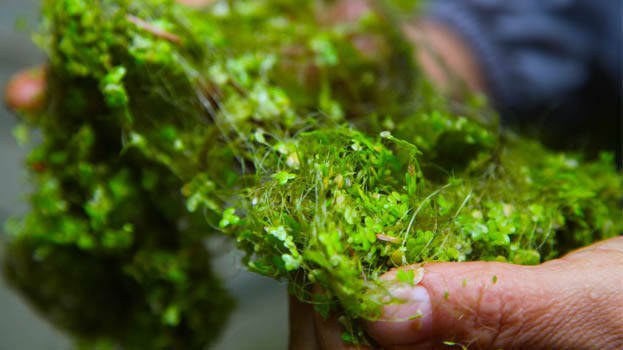 algae-in-hand algae-in-hand