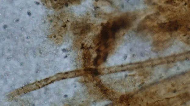 fossil fossil