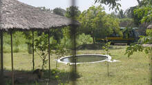 missing-lion-found-safe-at-arignar-anna-zoological-park-officials-say