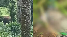elephant-attack-in-idukki-chinnakanal