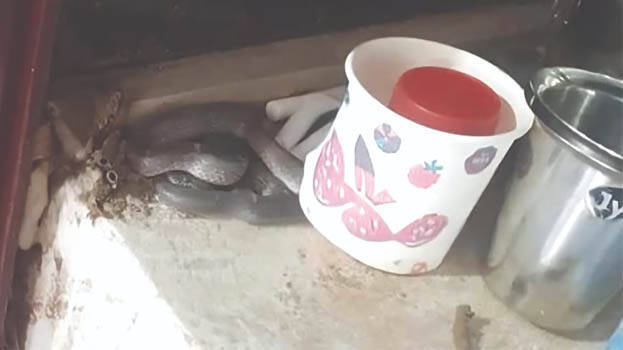 snakes