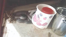 health-department-quarters-are-filled-with-snakes