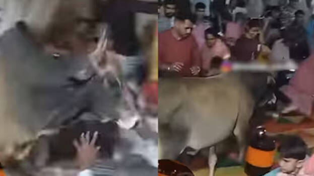 bull