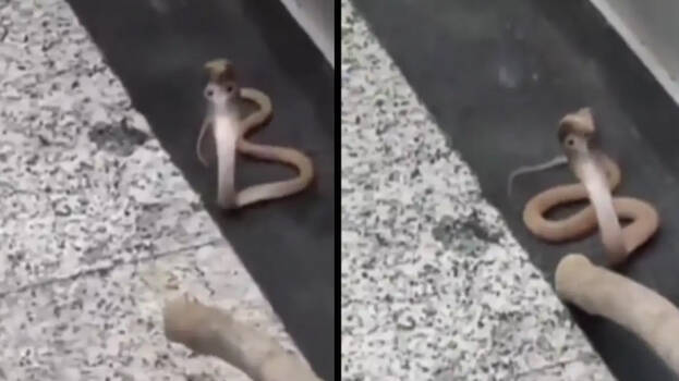 cobra