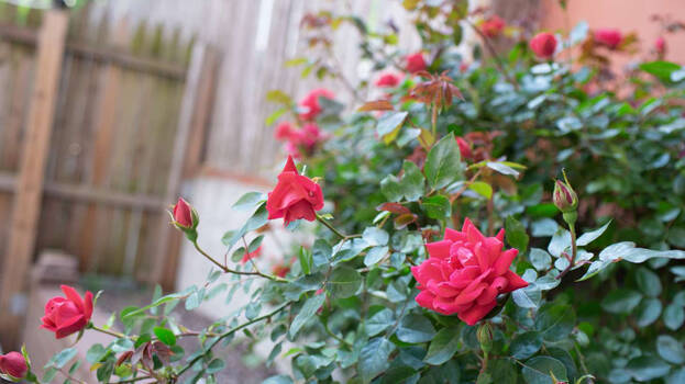 rose
