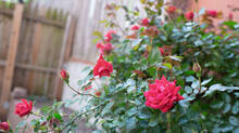 rose