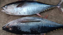 tuna