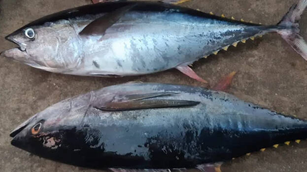 tuna tuna