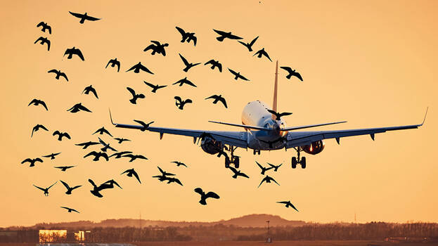 aeroplane