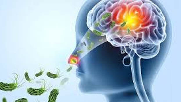 amoebic-meningoencephalit amoebic-meningoencephalit