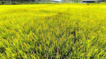 farming-issues-in-kerala