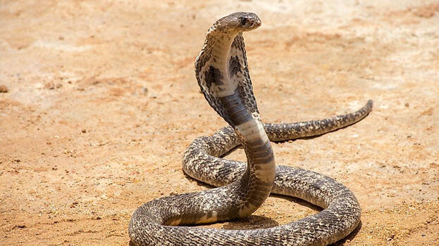 cobra