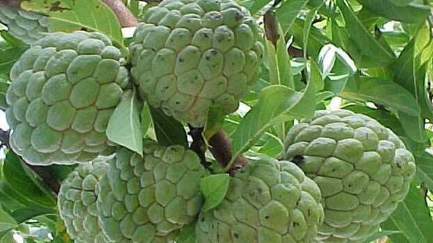 cstrad-appel-