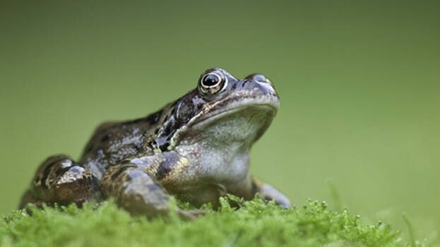 frog