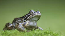 woman-swallowed-eight-live-frogs-to-treat-back-pain