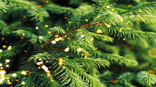 can-gold-grow-on-trees-scientists-find-natures-hidden-gold-making-process