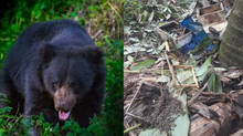 wayanad-in-fear-as-bear-on-the-loose-for-months