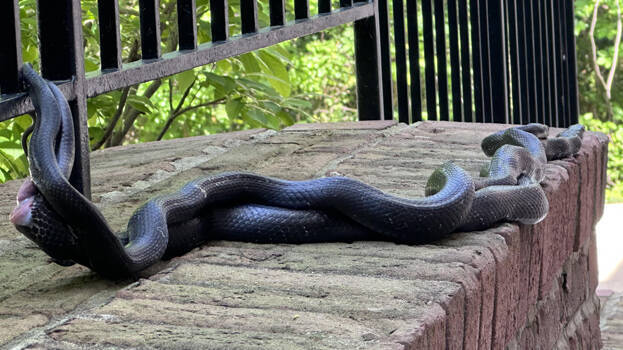 snake