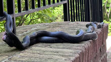 snake-mating-season-important-safety-tips