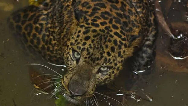 leopard- leopard-