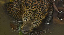 leopard--rescue--forrest-team-saves-animal-trapped-in-deep-well
