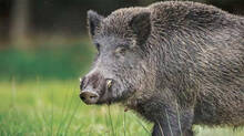 minister-p-prasad-remarks-on-reducing-wild-boar-nuisance-on-farms
