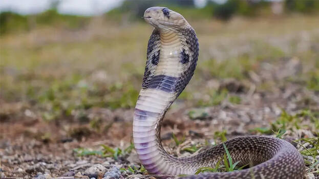 snake