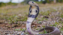 vava-sureshs-snake-master-latestnews