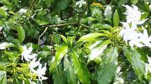 nandyar-vattam-medicinal-benefit
