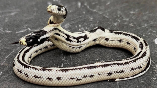 snake snake
