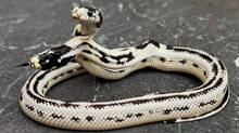 snake