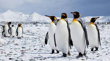 speciality-of-penguin-explained