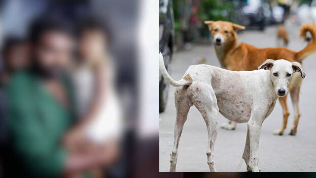 stray-dog stray-dog