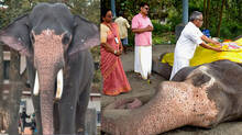 guruvayur-devaswom-elephant-gokul-dies