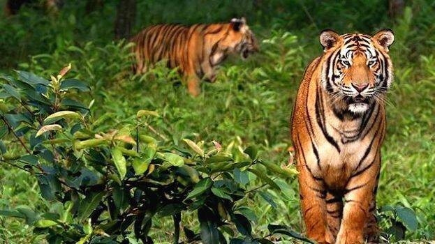 tiger tiger