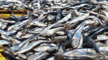 sardine