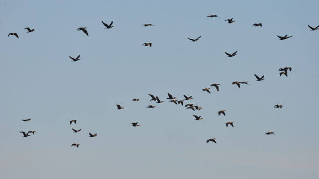 birds birds
