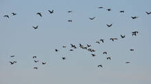why-birds-not-returning-home-in-india-changing-indian-climate