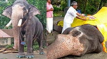 guruvayur-devaswom-elephant-gokul-dies-update