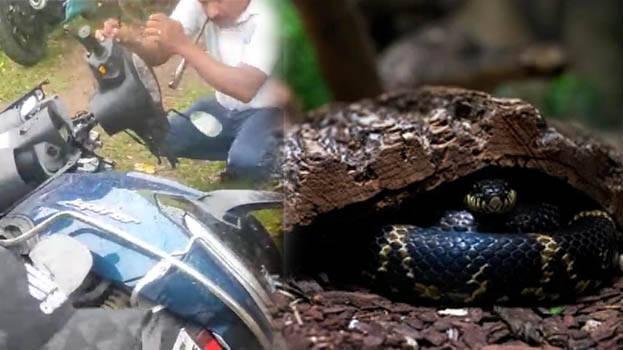 snake snake
