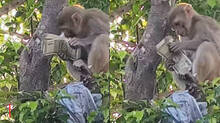 monkey