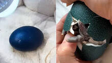 egg