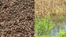 heavy-rain-in-maharashtra-onion-price-will-increase