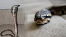 what-would-you-do-if-you-saw-a-snake-in-your-home