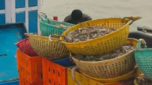 fish fish